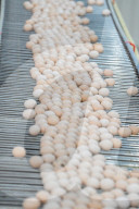 Laying Hens Intelligent Ecological Breeding