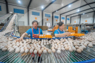 Laying Hens Intelligent Ecological Breeding