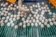 Laying Hens Intelligent Ecological Breeding