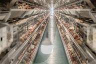 Laying Hens Intelligent Ecological Breeding