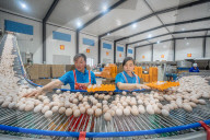 Laying Hens Intelligent Ecological Breeding