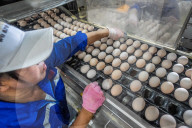 Laying Hens Intelligent Ecological Breeding