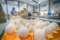 Laying Hens Intelligent Ecological Breeding