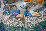 Laying Hens Intelligent Ecological Breeding