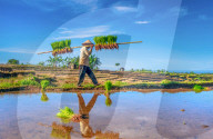 The paddy field workers in the dramatic scenery in Indonesia by Rahmad Himawan
