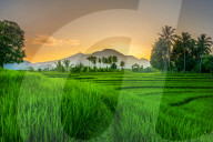The paddy field workers in the dramatic scenery in Indonesia by Rahmad Himawan