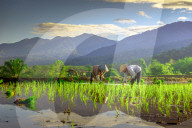 The paddy field workers in the dramatic scenery in Indonesia by Rahmad Himawan