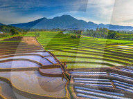 The paddy field workers in the dramatic scenery in Indonesia by Rahmad Himawan