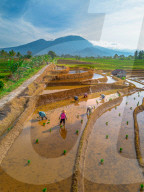 The paddy field workers in the dramatic scenery in Indonesia by Rahmad Himawan