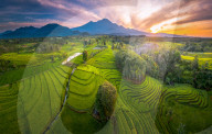 The paddy field workers in the dramatic scenery in Indonesia by Rahmad Himawan