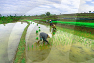 The paddy field workers in the dramatic scenery in Indonesia by Rahmad Himawan