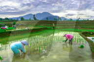The paddy field workers in the dramatic scenery in Indonesia by Rahmad Himawan