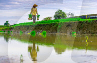 The paddy field workers in the dramatic scenery in Indonesia by Rahmad Himawan