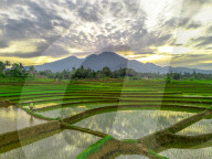 The paddy field workers in the dramatic scenery in Indonesia by Rahmad Himawan