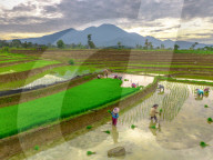 The paddy field workers in the dramatic scenery in Indonesia by Rahmad Himawan