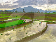 The paddy field workers in the dramatic scenery in Indonesia by Rahmad Himawan