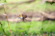 Robins territorial fight by Olivier Jarry-Lacombe