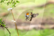 Robins territorial fight by Olivier Jarry-Lacombe