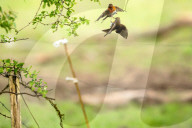 Robins territorial fight by Olivier Jarry-Lacombe