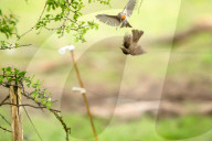 Robins territorial fight by Olivier Jarry-Lacombe