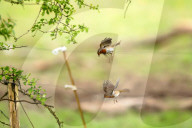Robins territorial fight by Olivier Jarry-Lacombe