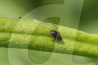 Leaf Miner Fly