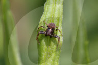 Eurasian Leaflitter Crab Spider