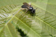 Masked Bee