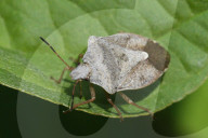 One-spotted Stink Bug