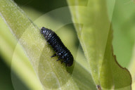Goldenrod Leaf Beetle Larva
