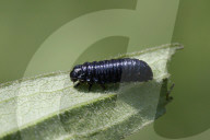 Goldenrod Leaf Beetle Larva