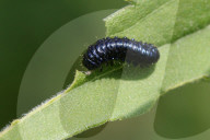 Goldenrod Leaf Beetle Larva