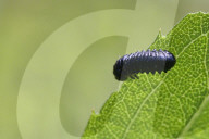 Goldenrod Leaf Beetle Larva
