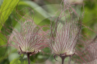 Flowers On A Prairie Smoke Plant
