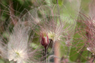 Flowers On A Prairie Smoke Plant