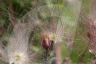 Flowers On A Prairie Smoke Plant