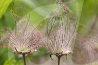 Flowers On A Prairie Smoke Plant