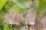 Flowers On A Prairie Smoke Plant