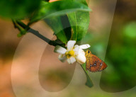 Chestnut Bob Butterfly (Iambrix Salsala) - Animal India - Conservation - Lime Flower 