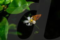 Chestnut Bob Butterfly (Iambrix Salsala) - Animal India - Conservation - Lime Flower 