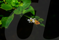 Chestnut Bob Butterfly (Iambrix Salsala) - Animal India - Conservation - Lime Flower 