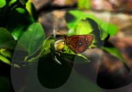 Chestnut Bob Butterfly (Iambrix Salsala) - Animal India - Conservation - Lime Flower 