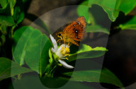 Chestnut Bob Butterfly (Iambrix Salsala) - Animal India - Conservation - Lime Flower 