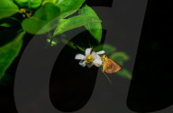 Chestnut Bob Butterfly (Iambrix Salsala) - Animal India - Conservation - Lime Flower 