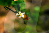 Chestnut Bob Butterfly (Iambrix Salsala) - Animal India - Conservation - Lime Flower 