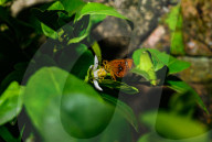 Chestnut Bob Butterfly (Iambrix Salsala) - Animal India - Conservation - Lime Flower 