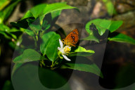 Chestnut Bob Butterfly (Iambrix Salsala) - Animal India - Conservation - Lime Flower 