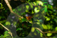 Chestnut Bob Butterfly (Iambrix Salsala) - Animal India - Conservation - Lime Flower 