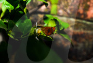 Chestnut Bob Butterfly (Iambrix Salsala) - Animal India - Conservation - Lime Flower 