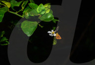 Chestnut Bob Butterfly (Iambrix Salsala) - Animal India - Conservation - Lime Flower 